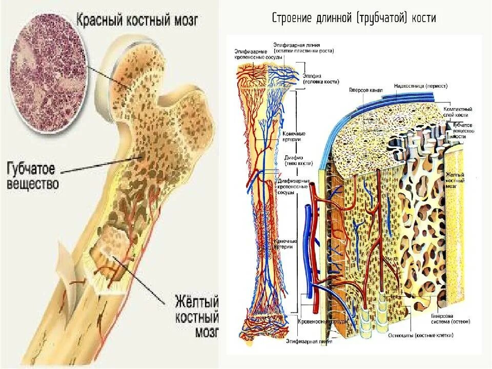 Строение кости костный мозг. Красный костный мозг в трубчатой кости. Строение кости красный и желтый костный мозг. Жёлтый костный мозг в трубчатой кости.