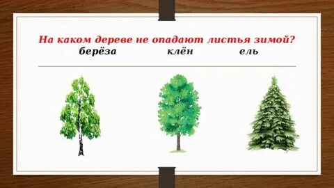 Деревья давно сбросили желтые листья диктант