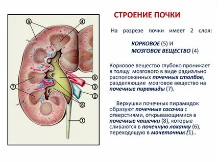 Почечная протока