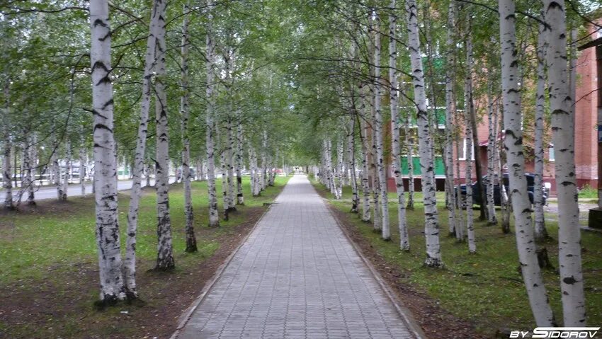 Ресторан береза
