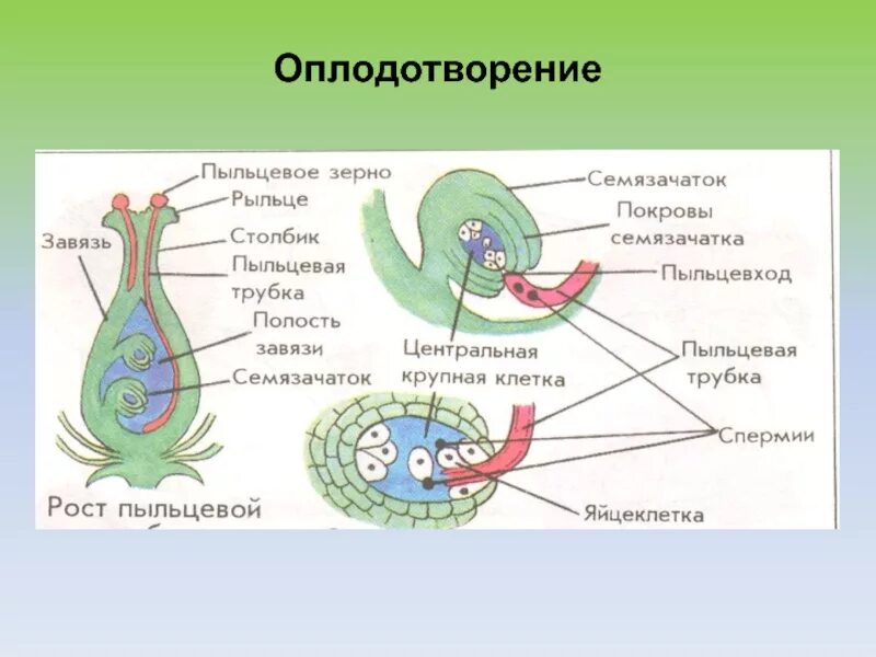 Как называют данный процесс пыльцевая трубка спермии. Схема двойного оплодотворения у покрытосеменных растений. Схема двойного оплодотворения у цветковых растений без подписей. Схема двойного оплодотворения у цветковых растений. Двойное оплодотворение у покрытосеменных без подписей.