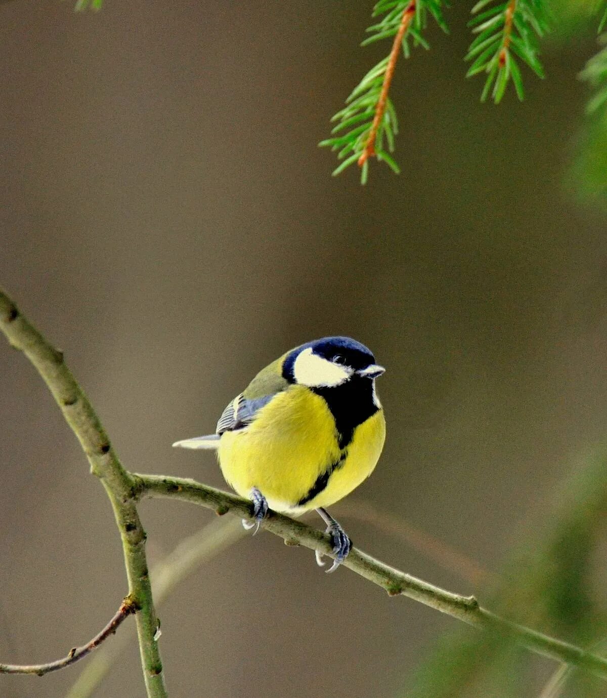 Синичка картинка. Большая синица Parus Major. Птичка синица лазоревка. Птички синички и лазоревки. Лазоревка и большая синица.