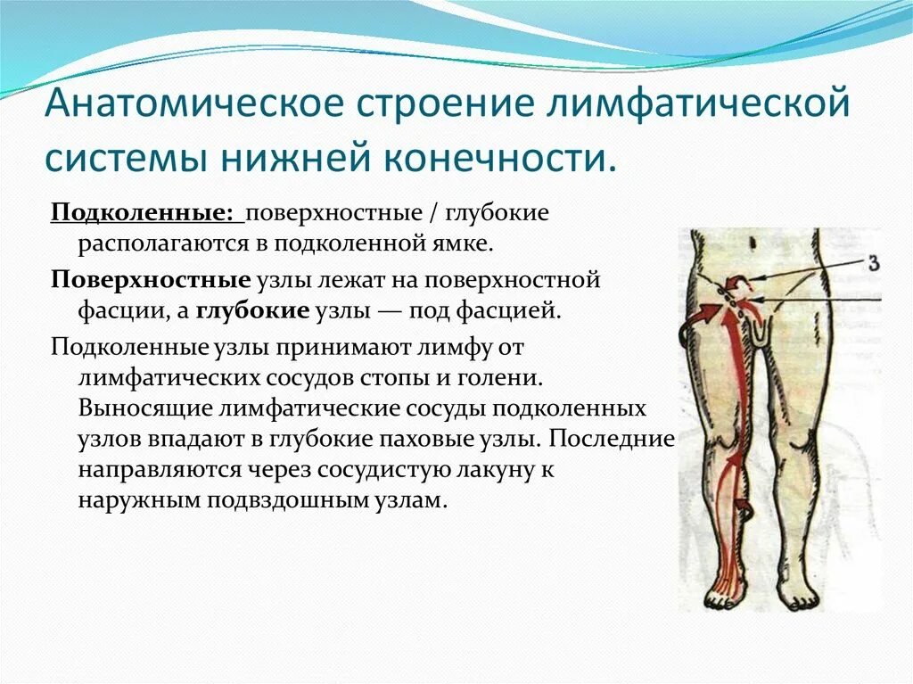 Лимфореей это. Лимфатические узлы нижних конечностей схема. Регионарные лимфоузлы нижней конечности. Региональные лимфатические узлы нижней конечности. Поверхностные лимфатические узлы нижней конечности.