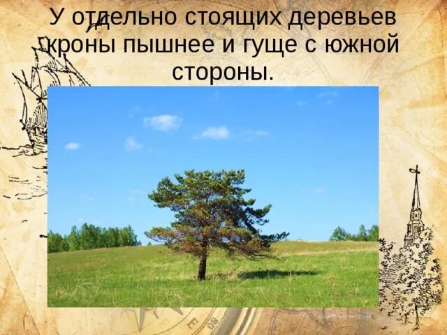 Кроны одиноко стоящих деревьев более густые с