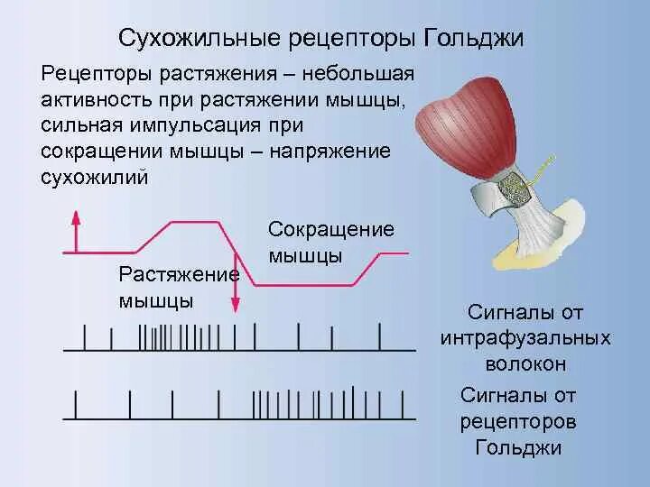 Данных рецепторов. 7.3. сухожильные рецепторы гольджи. рецепторы растяжения мышцы. сухожильные рецепторы гольджи механизм возбуждения. рефлекс с сухожильных рецепторов гольджи.