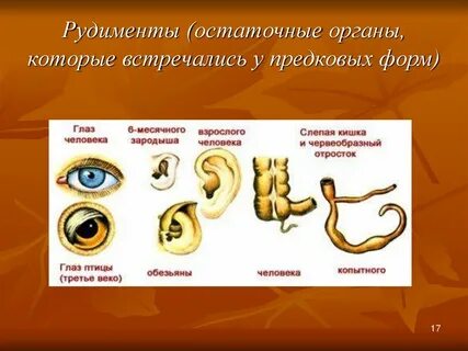 Органы рудименты у человека