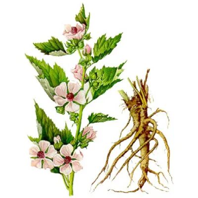 Алтей латынь. Алтей лекарственный растение. Алтей лекарственный (Althaea officinalis). Корни Алтея лекарственного. Алтей лекарственный корни.