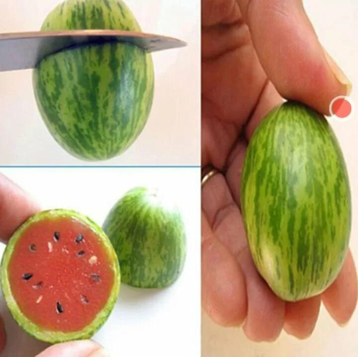 Мини арбуз семена. Семена арбуза черри. Петуния малыш f1 мини красная. Семена белого льна 200г. Семена cucamelon.