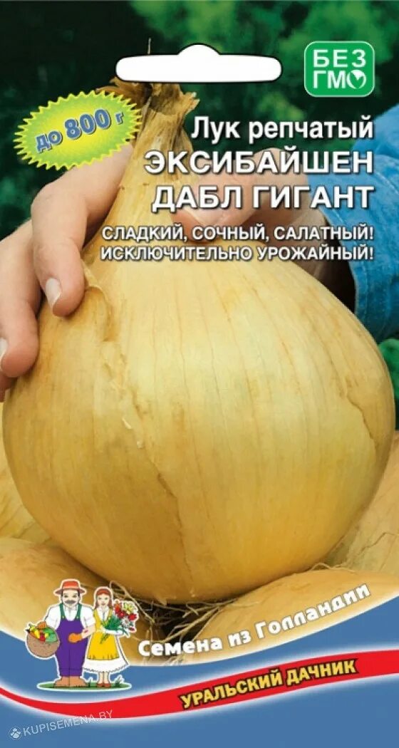 Чеснок гигант фото. Лук сибирский великан f1. Лук великан описание. Лук порей сибирский великан. Лук севок сибирский.
