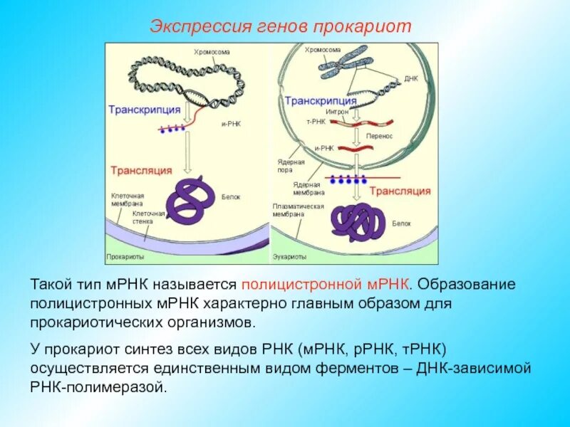 Регуляция у прокариот и эукариот