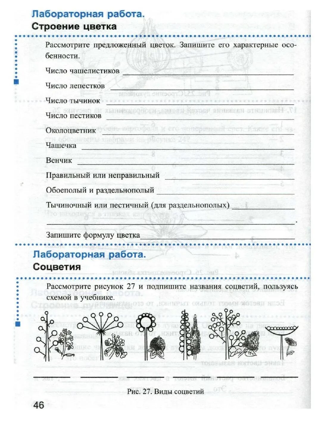 Самостоятельная работа по биологии цветок. Что такое соцветие 6 класс биология рабочая тетрадь Пасечник. Соцветия 6 класс биология Пасечник. Биология 6 класс лабораторная соцветия лабораторная. Соцветия 6 класс биология.