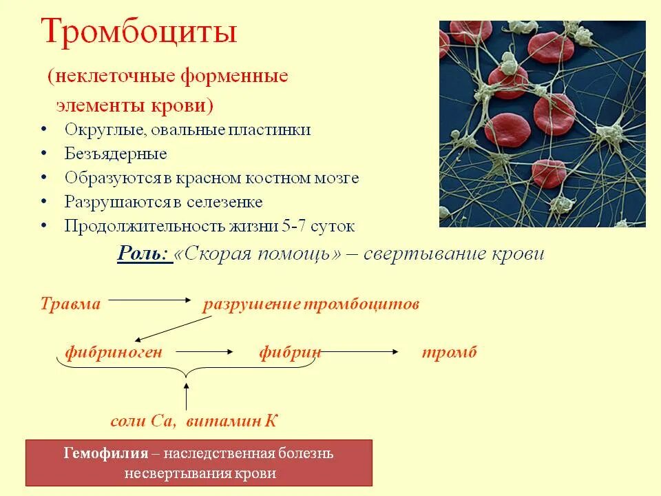 Безъядерный форменный элемент. Структура клетки крови человека. Форменные элементы тромбоцитов. Клетки участвующие в свертывании крови. Неклеточные форменные элементы.