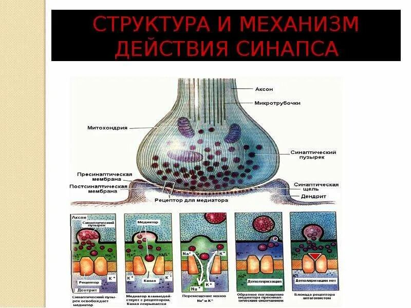 Синапсы гистология