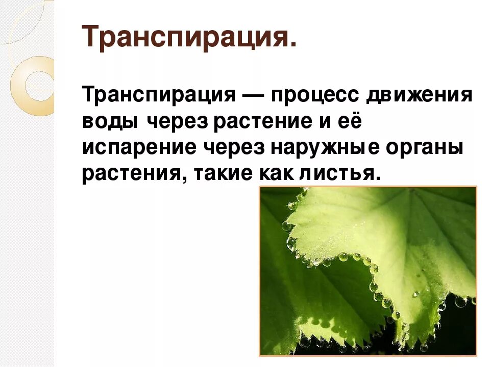 Функции транспирации. Транспирация у растений устьица. Процесс транспирации у растений кратко. Транспирация это в биологии. Схема транспирации растений.