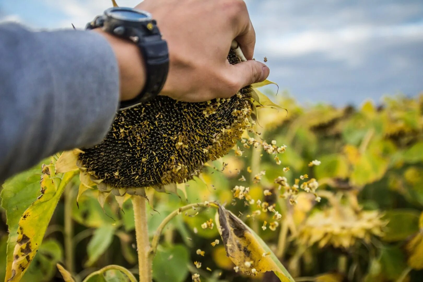 Переработку семечки. Отсеивание семечек на заводе. Переработку семечки. Семена подсолнечника на заводах. Очистка семян подсолнечника на заводе.