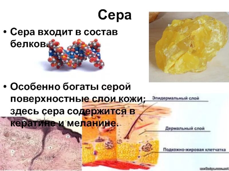 Где содержится сера. Сера входит в состав белков. функция кератина в коже. сера содержится в. из чего состоит кератин.