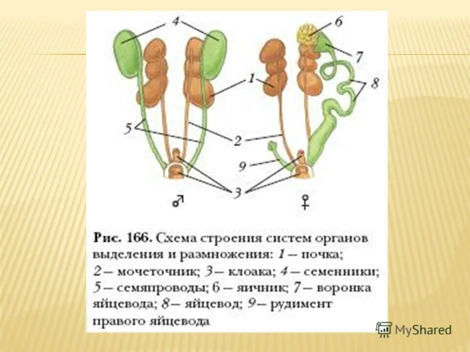 выделительная система птиц схема. класс птицы внутреннее строение. органы размножения птиц связанные с полетом. выделительная система самок птиц. органы выделения птиц.