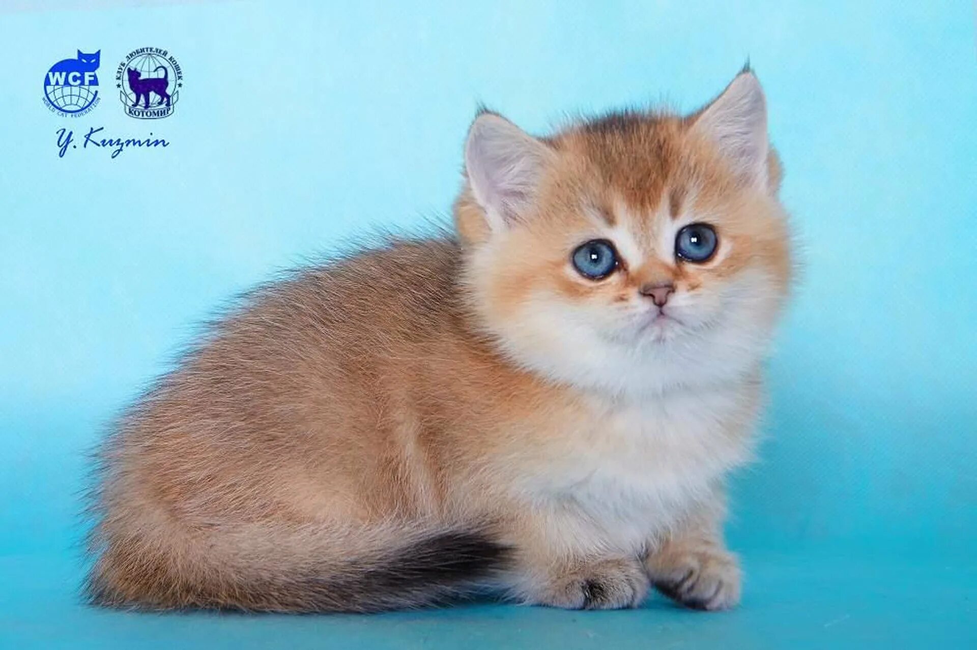 Британские коты. Кошка британец золотая шиншилла. Британская золотая шиншилла питомник. Золотая кошки питомник. Британская кошка золотая шиншилла.