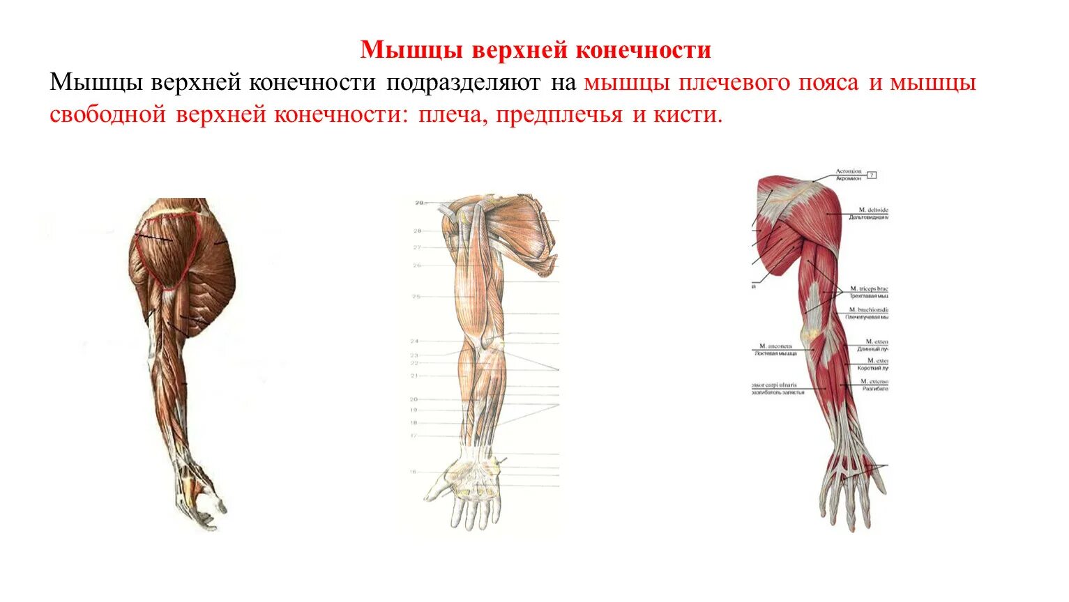 Предплечье окружающий мир 4 класс. Мышцы верхней конечности правой вид сбоку. Мышцы верхней конечности анатомия. Мышцы дистального сегмента свободной верхней конечности. Мышцы верхних конечностей анатомия атлас.