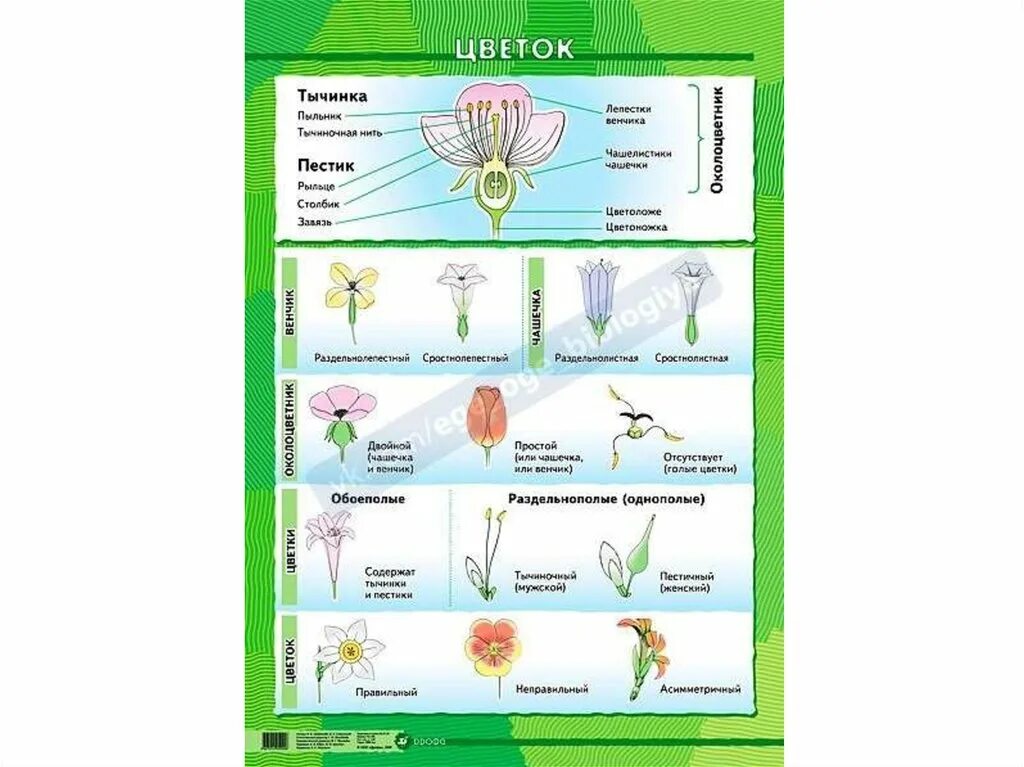 Карточки по ботанике. Шпаргалки по ботанике. Шпаргалка биология ботаника. Схемы по ботанике. Биология рт этапы
