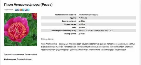 Систематика пиона