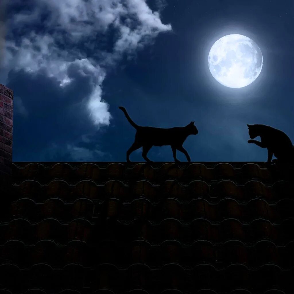 Кот на крыше. Кошка ночью. Кот на Луне. Котики под луной. Песня кошка ночь