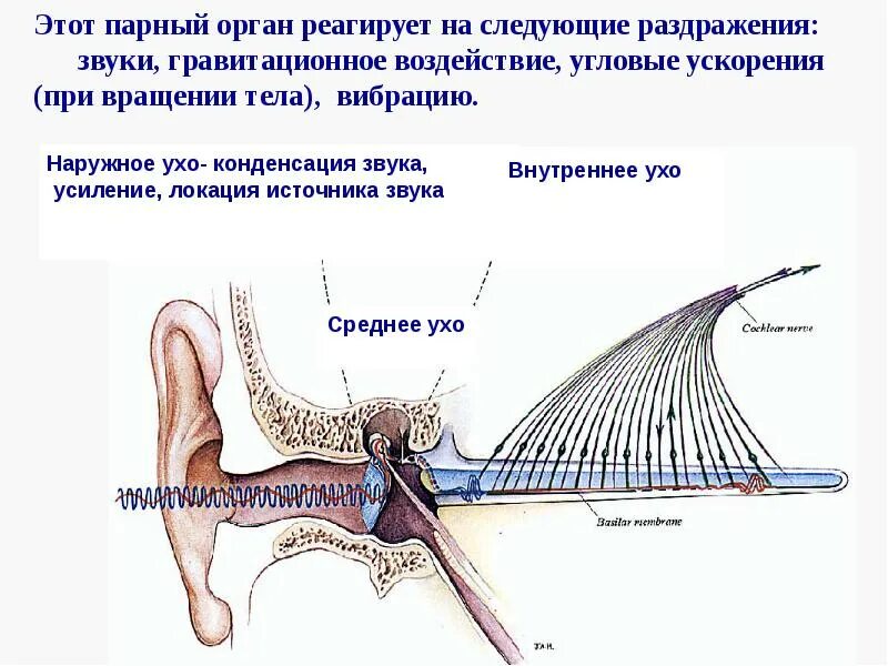 Орган слуха строение гистология. Гистофизиология органа слуха. Орган слуха и равновесия. Орган слуха и равновесия гистология. Рецепторный орган слуха