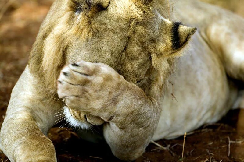 Одинокая львица. Обиженный лев. Парк львов тайган львицы. Морда львицы. Лев и львица.