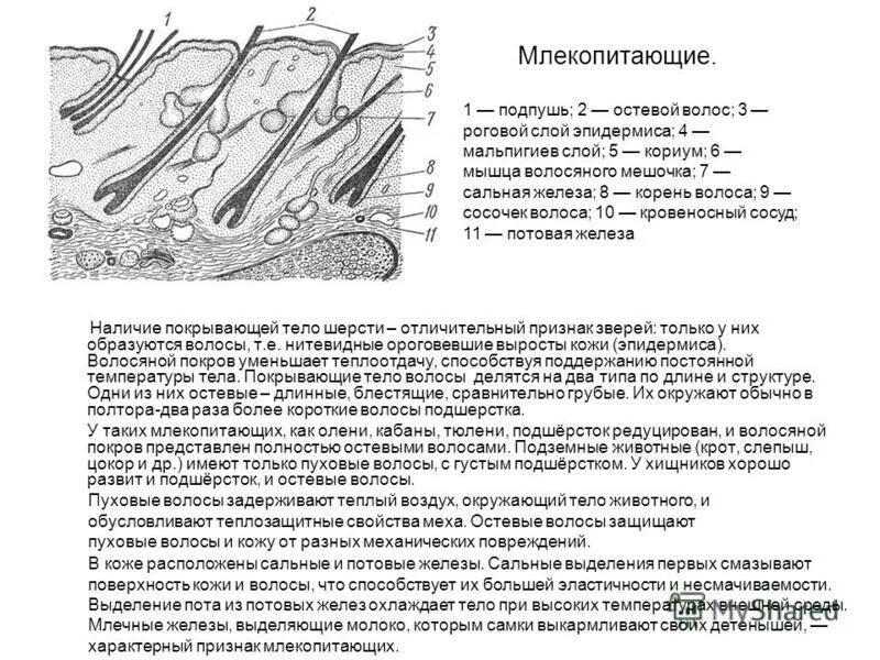 4 функция сальных желез. Строение эпидермиса кожи млекопитающих. Кожный Покров млекопитающих. Строение кожного Покрова млекопитающих. Строение волоса млекопитающих.