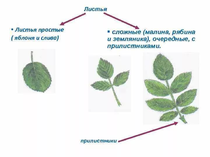 Лист малины прилистники. Рябина обыкновенная прилистники. Листорасположение листа земляники. Черешковые листья с прилистниками.