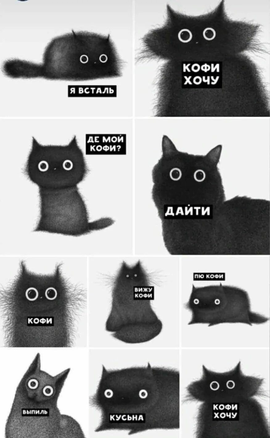 Мем кот можно. Коты мемы. Кот Мем. Кофий кот. Крот Мем.