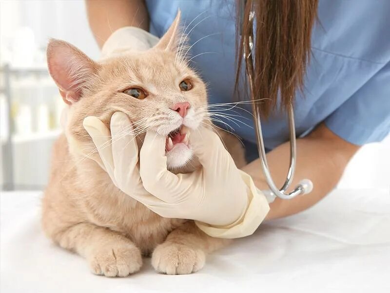 Стоматология животных. Кот в клинике.