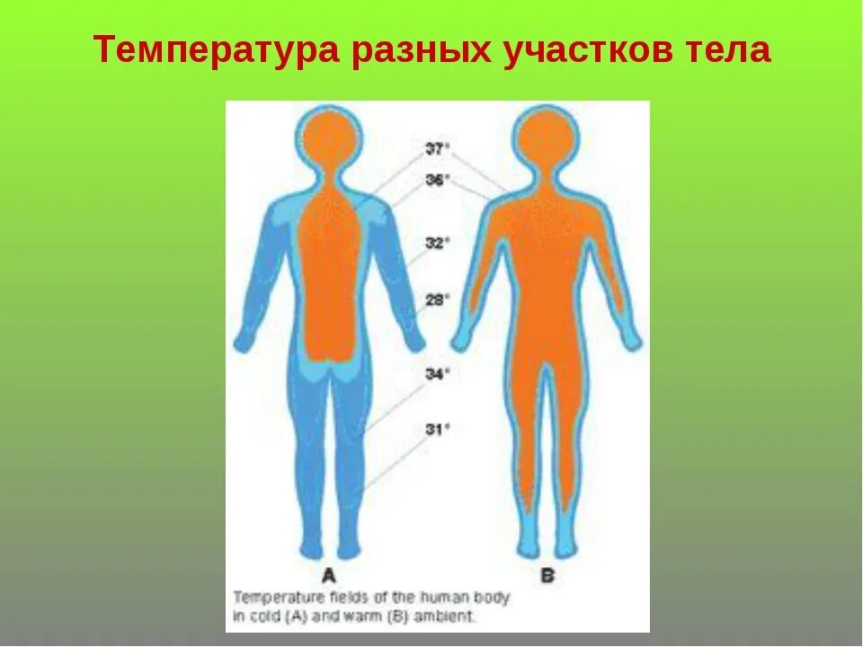 Температура кожных покровов. Температура разных участков тела. Температура человека. Температура в различных частях тела. Температура тела человека в разных частях тела.