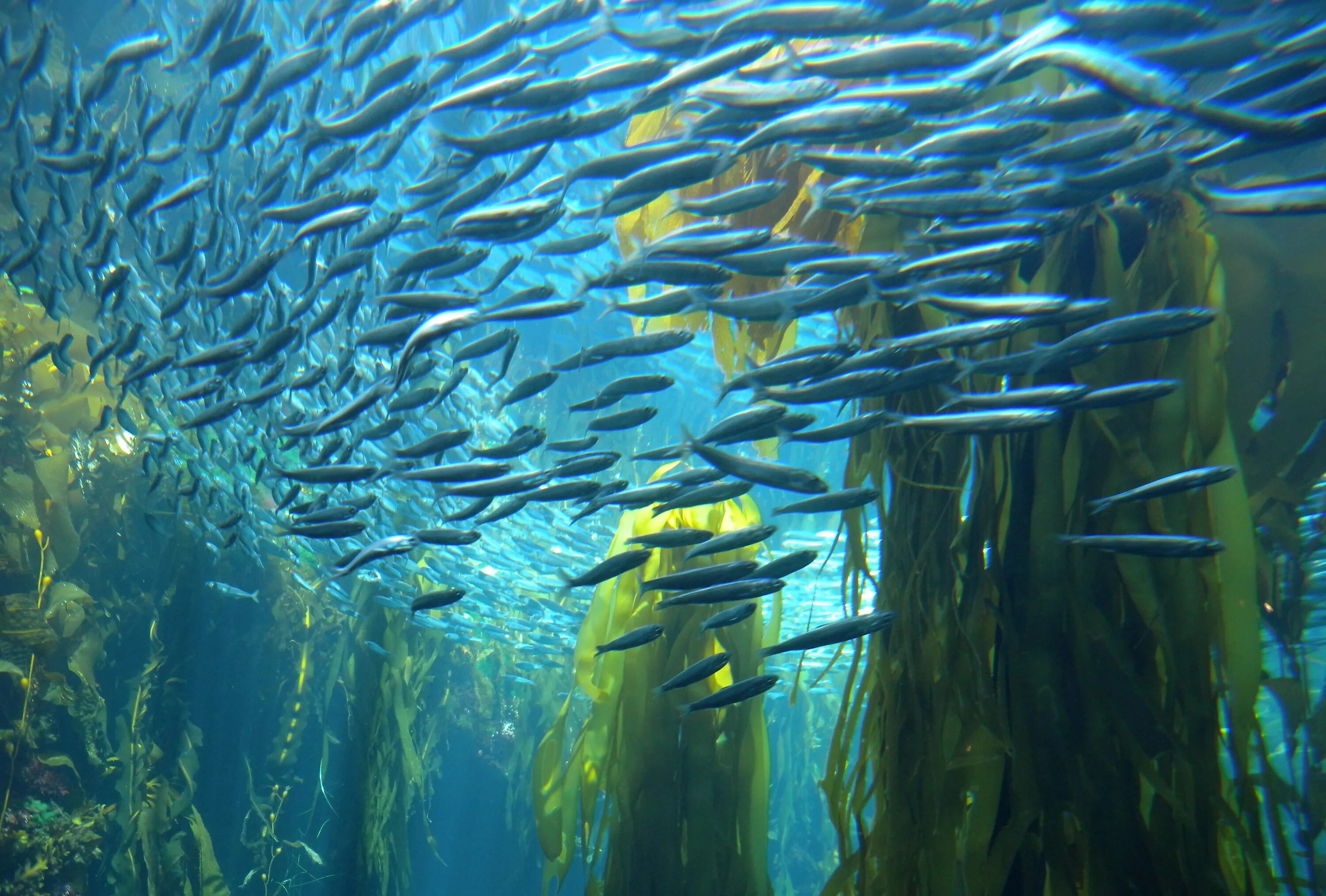 Live more fish. Макроцистис грушевидный келп. Морские водоросли келп. Морские экосистемы. Экосистем глубин океана.