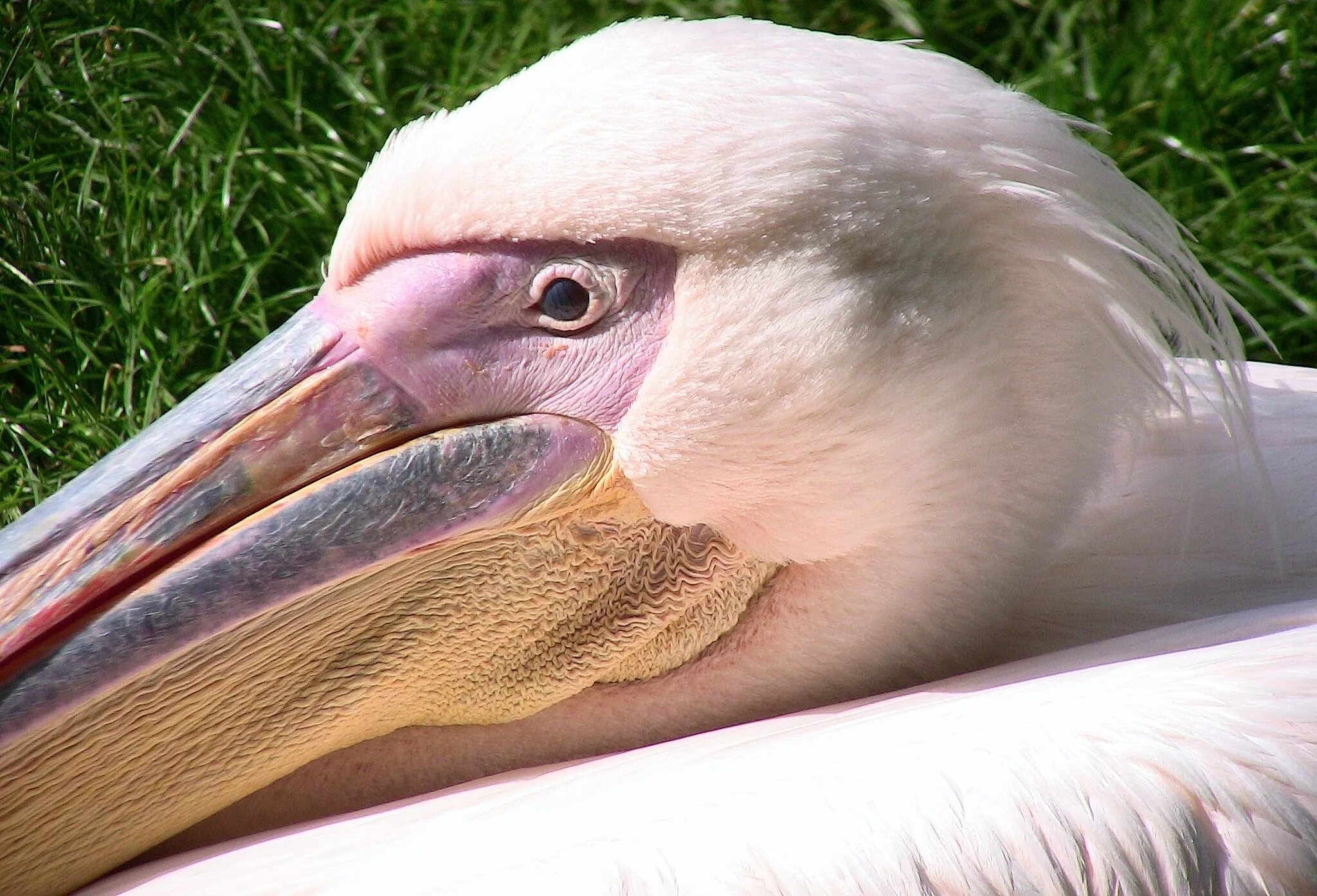 Большие глазницы у птиц. Пеликан строение клюва. Pelikan клюв птица. Ноздри у птиц. Ноздри пеликана.