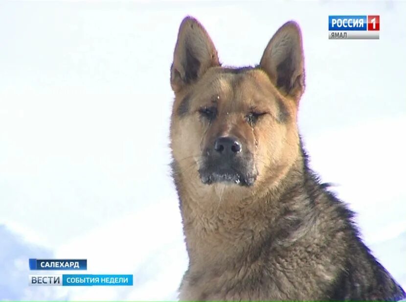 Ямал собаки. Собака ЯНАО. Собачий питомник в Салехарде. Салехард собака