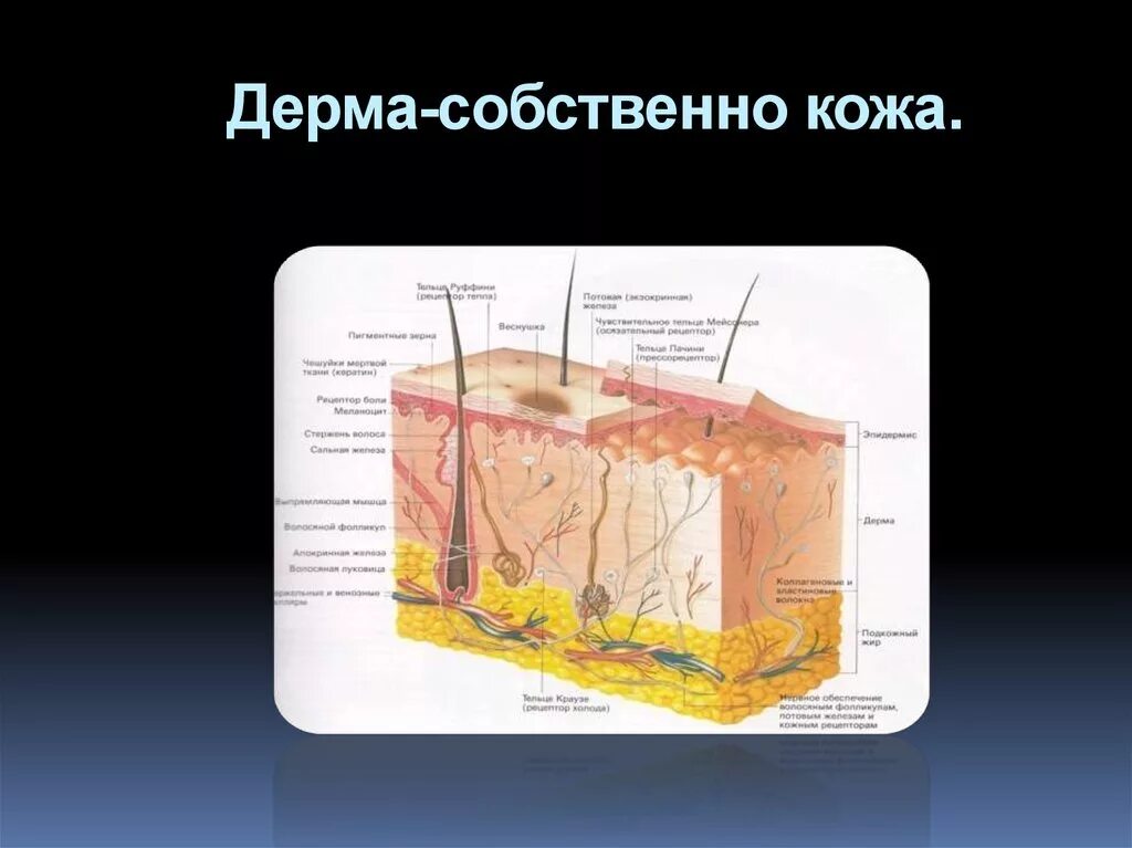 Строение и функции производных кожи. Дерма кожи. Кожа и ее производные. Производные кожи строение. Кожа производные кожи.