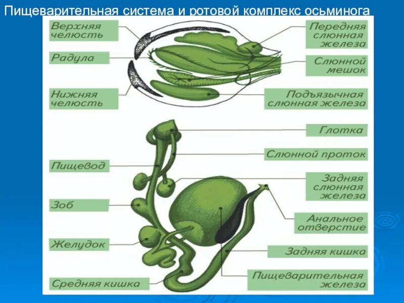 Класс головоногие выделительная система. Строение пищеварительной системы головоногих моллюсков. пищеварительная система головоногих моллюсков схема. строение кальмара пищеварительная система. пищеварительная система осьминога строение.