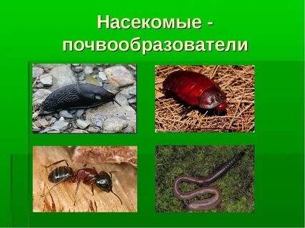Участвуют в почвообразовании