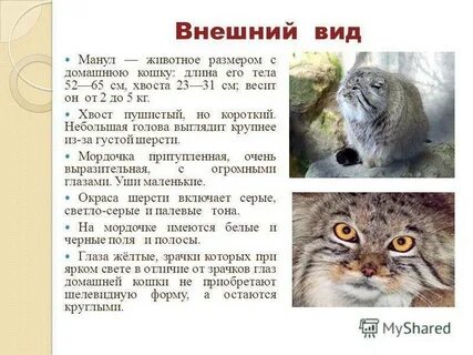 Манул краткое описание