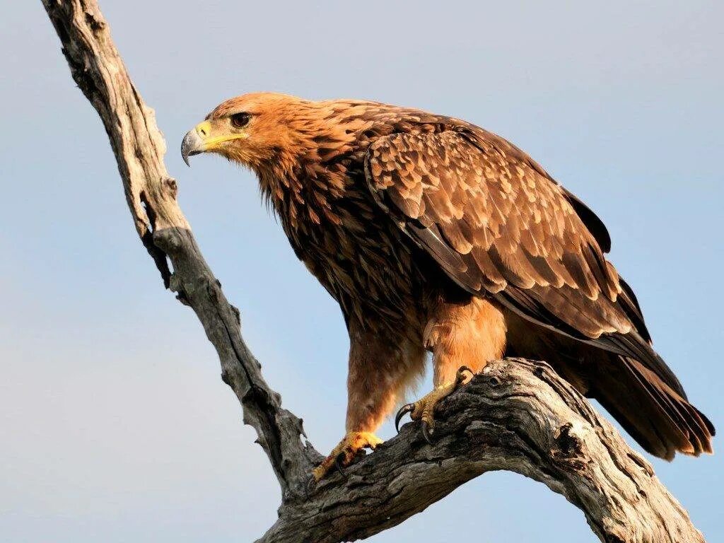 Птицы типа орла. Aquila Орел. Степной Орел. Клинохвостый орёл. Арел.