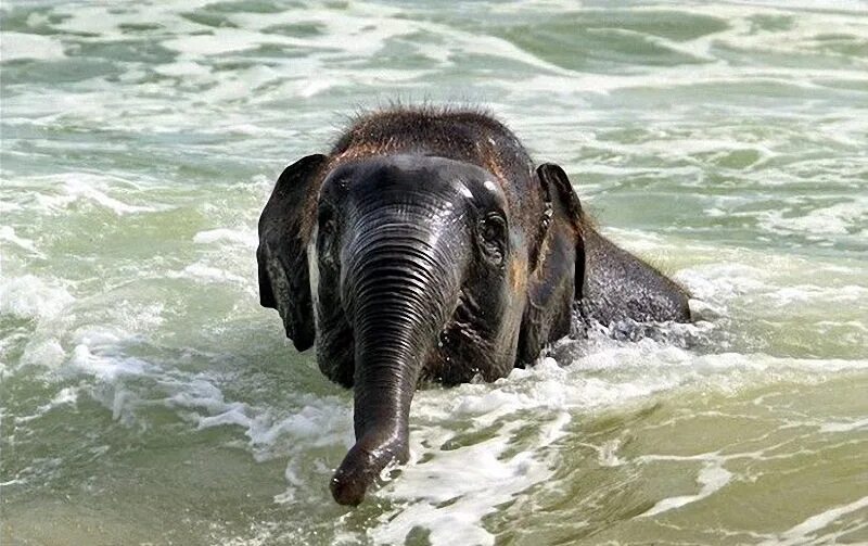 Elephant swim. Слоненок на море. Слоны в море. Слоны купаются. Слон плавает.