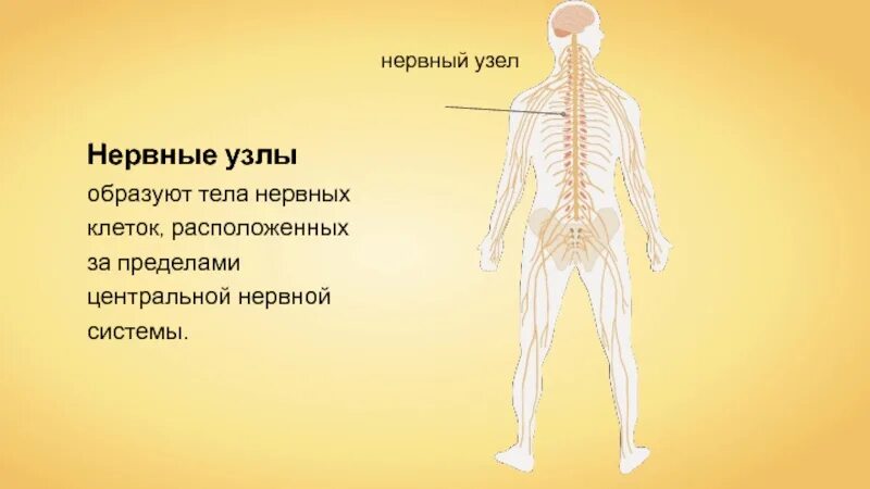 Нервные узлы это тела. Нервный узел это в биологии 8 класс. Нервы и нервные узлы. Нервные узлы человека. Нервные узлы в нервной системе.
