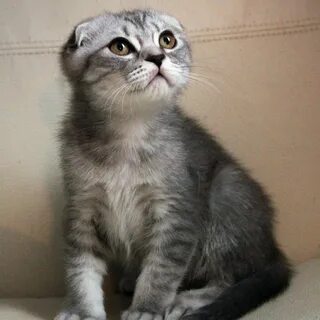 Дымчатые коты вислоухие