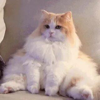 Кошка лала