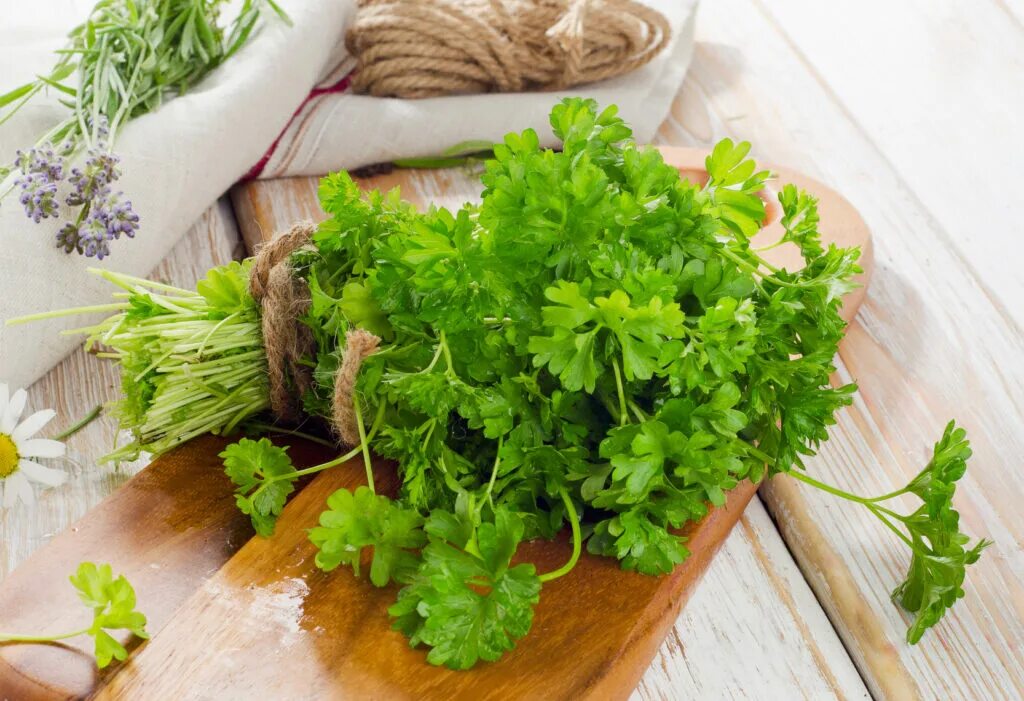 Петрушка быстрорастущая. Отвар из петрушки. Настой петрушки. Настой петрушки для/глаз. Петрушка.