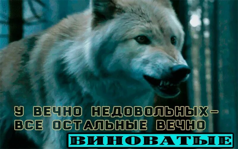 Всегда недоволен. Вечно недовольный. Вечно всем недовольные. Вечно вечно недовольный. Вечно виноват