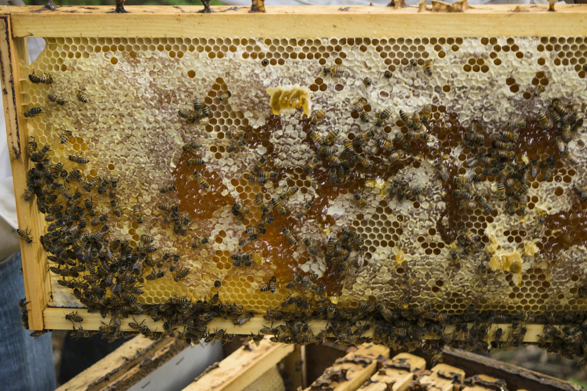 Температура улья пчел. Улей Kovan. Пчелы, пчелопакеты, Дадан. Пасека 100 пчелосемей. Улей для пчел.