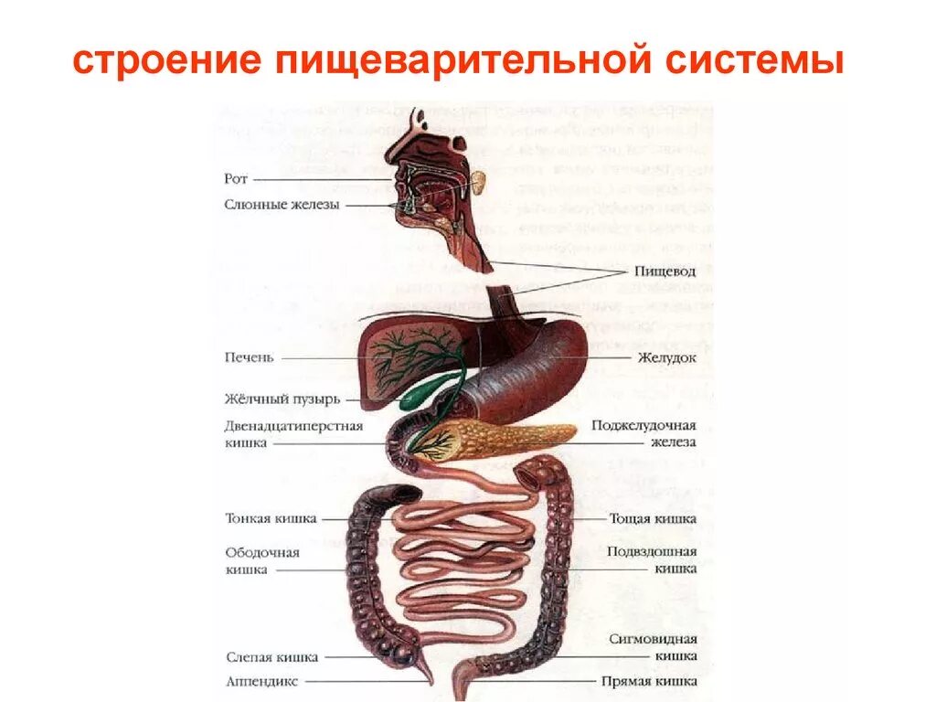 Система органов пищеварения человека анатомия. Схема работы пищеварительной системы. Система пищеварения структура и функции. Органы пищеварительной системы человека схема. Пищеварительная система характеристика кратко