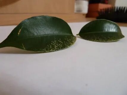 Фикус край листа